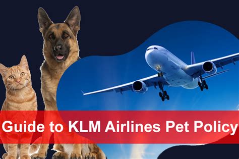 klm airlines pet policy